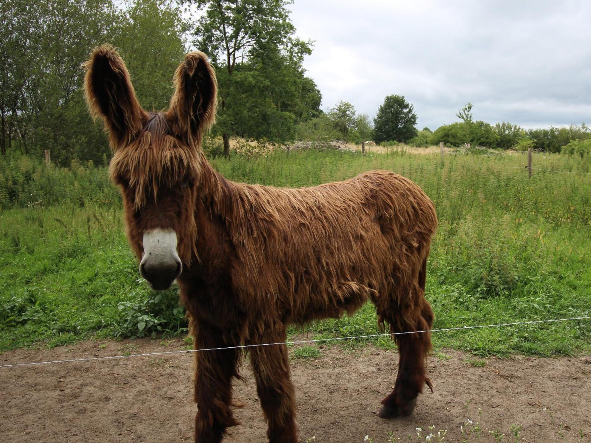 Gite De Charme Proche Du Mans Pour 6 Pers., Commerces A Pied, Tout Equipe - Fr-1-410-258 Cerans-Foulletourte Luaran gambar