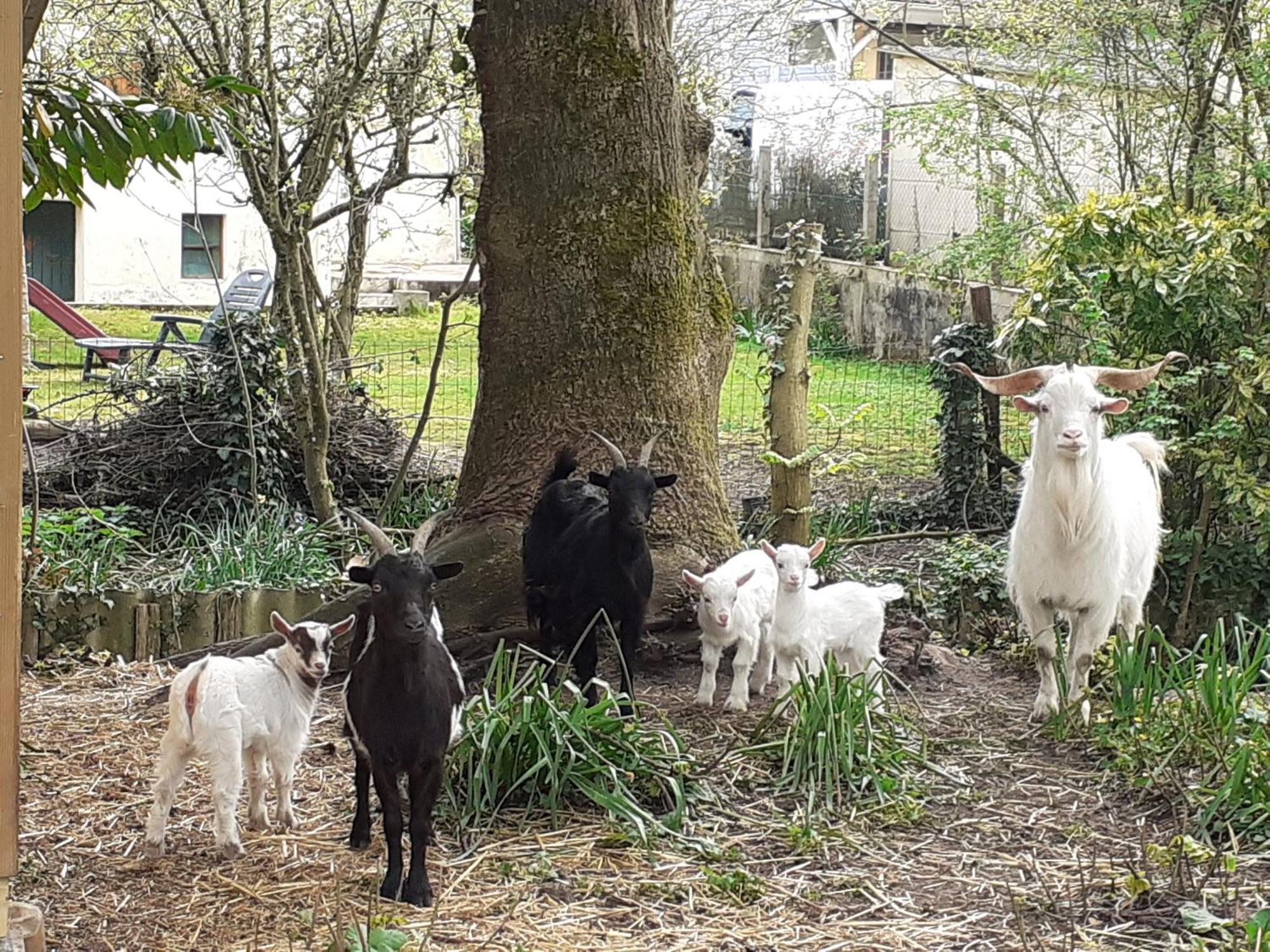 Gite De Charme Proche Du Mans Pour 6 Pers., Commerces A Pied, Tout Equipe - Fr-1-410-258 Cerans-Foulletourte Luaran gambar